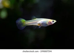 Golden Guppy