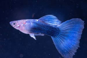 Blue Neon Guppy