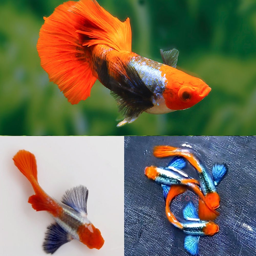 Dumbo Koi Red Tail Guppy