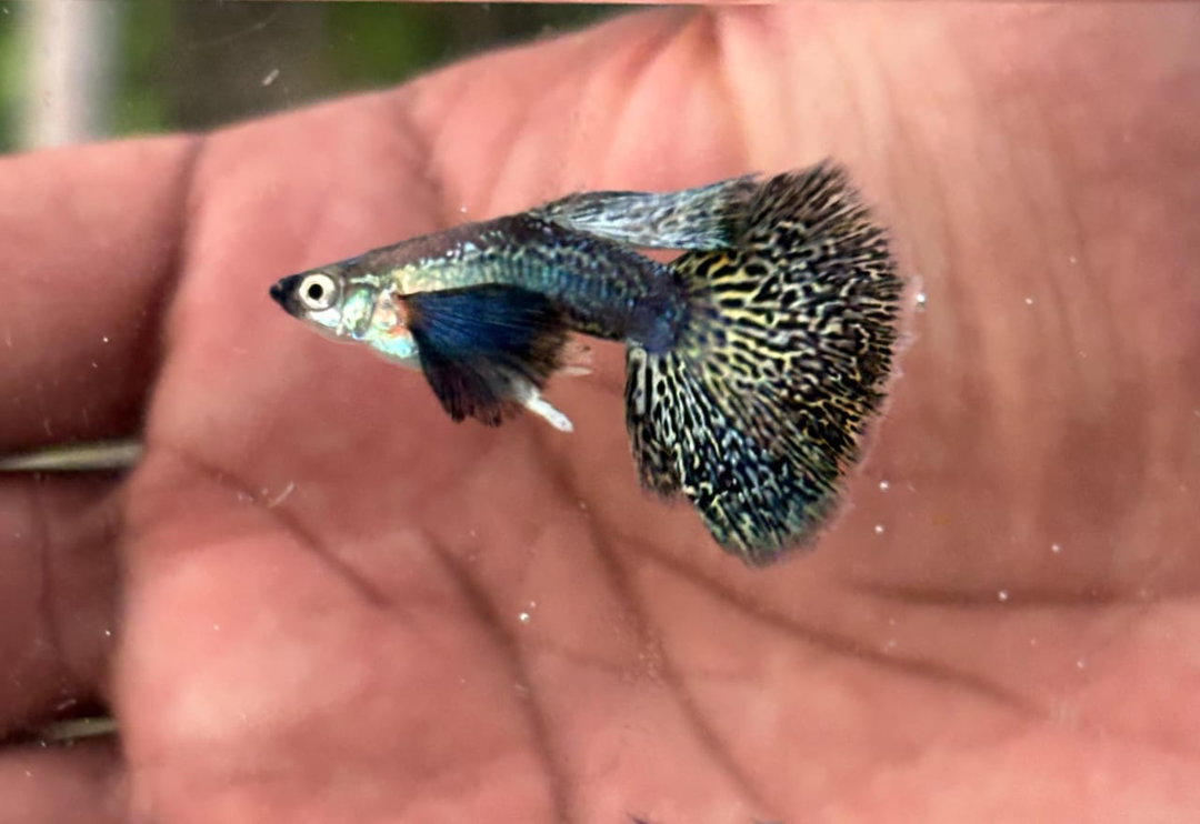 Dumbo Purple Berry Guppy