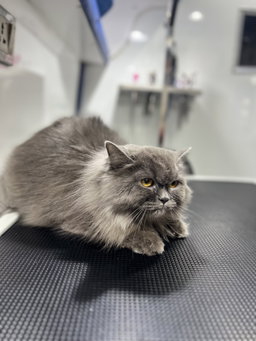Full Cat Grooming Service