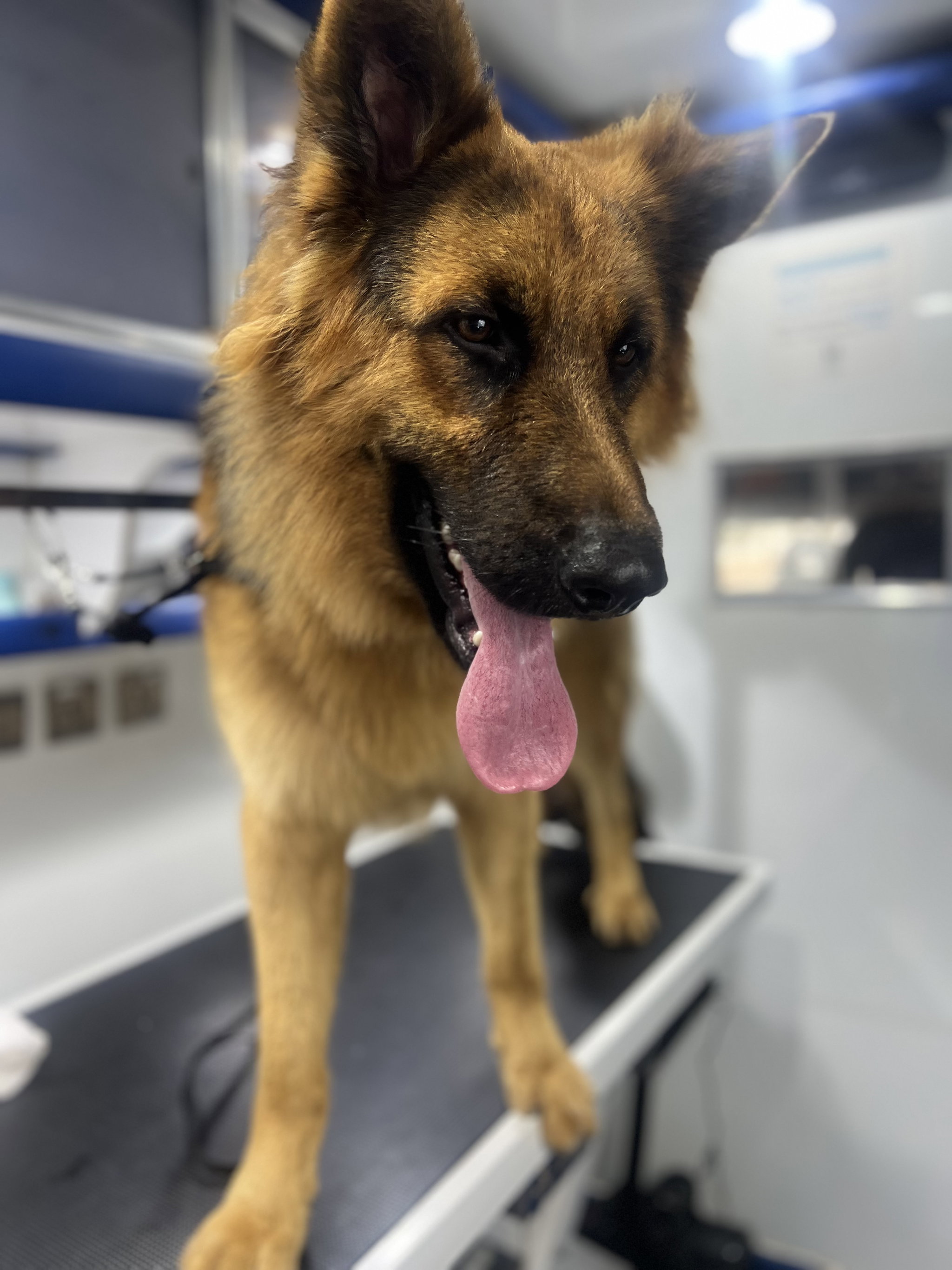 Basic Grooming Large Breeds (up to 21-40 kg)_0
