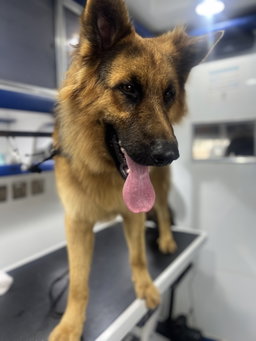 Basic Grooming Large Breeds (up to 21-40 kg)