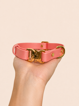 Classic Collar