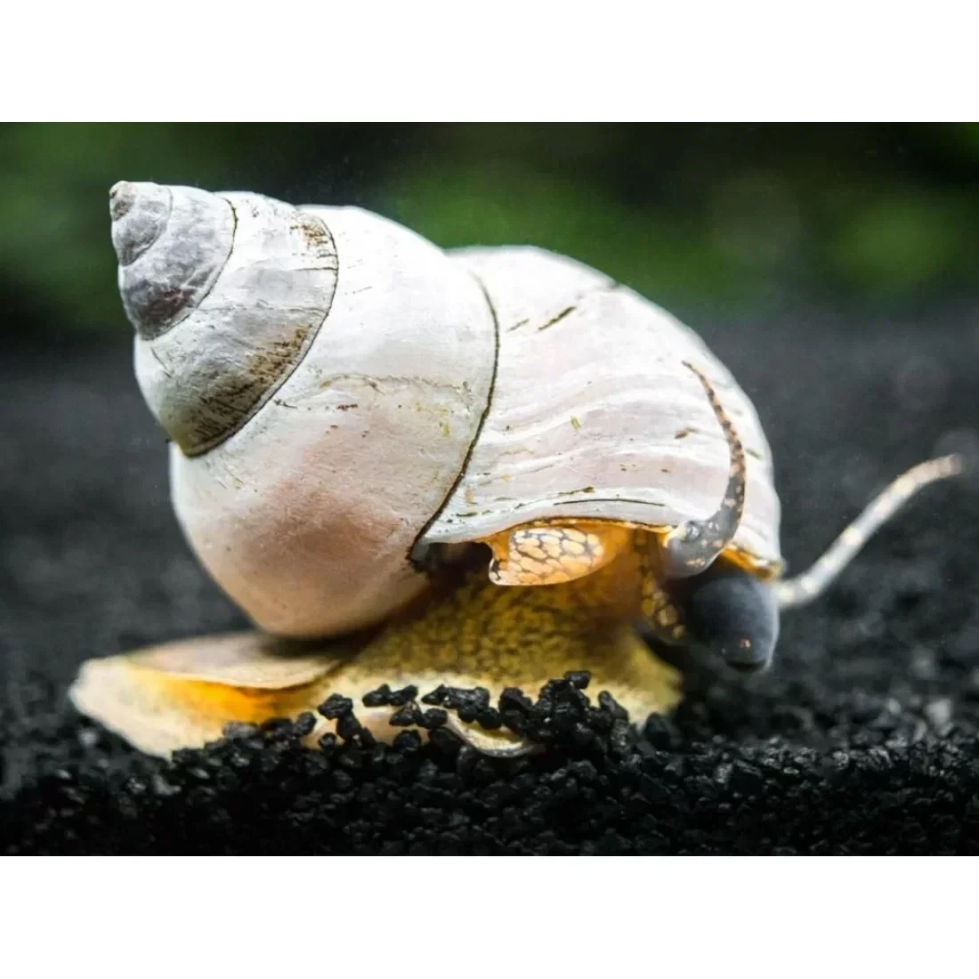 White Wizard Snail (Filopaludina martensi)_0