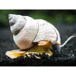 White Wizard Snail (Filopaludina martensi)