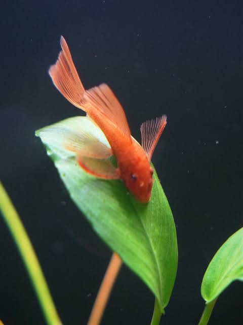 Long Fin Super Red Bushynose Pleco_0