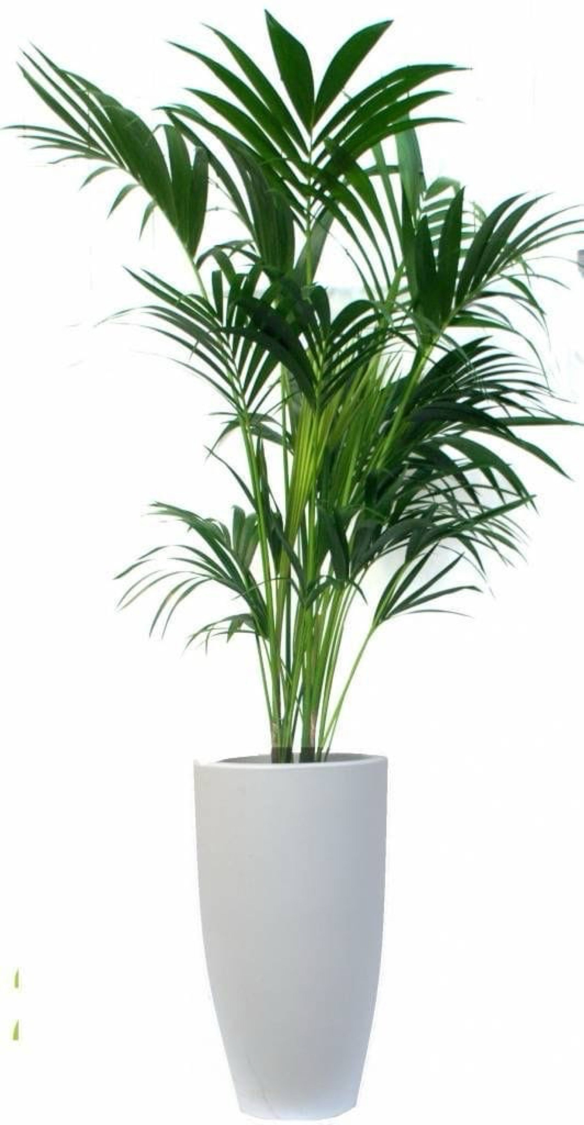 Artificial plant_0