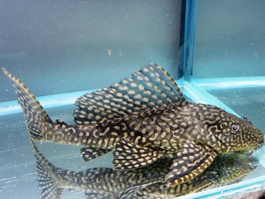 Gold Spot Pleco L001, L022