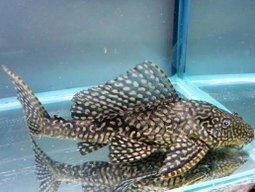 Gold Spot Pleco L001, L022