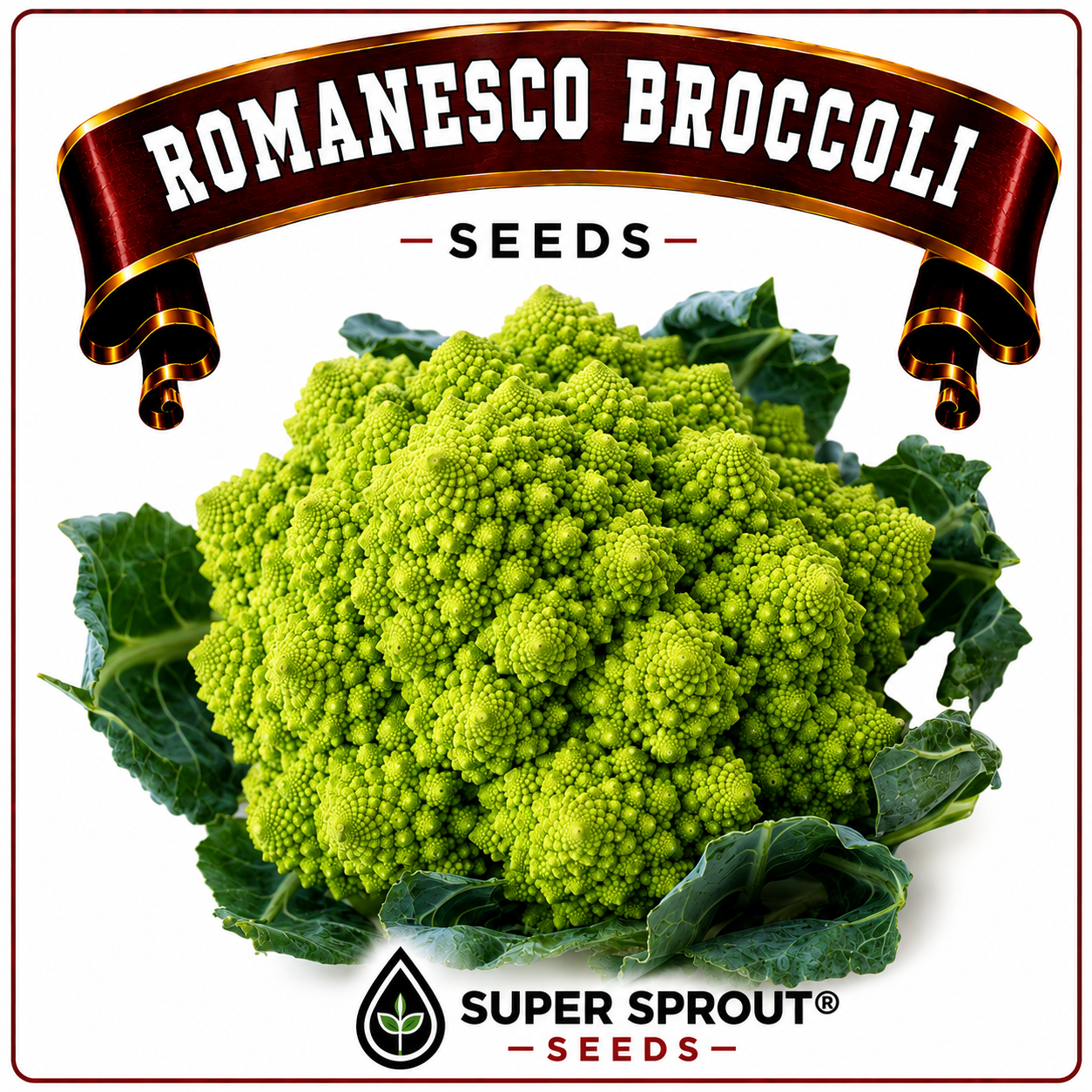 Romanesco Broccoli x 25 seeds 