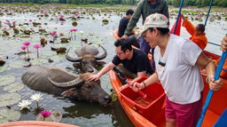 🐃放生救渡水牛