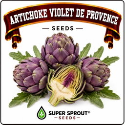 Artichoke Violet de Provence x 6 Seeds