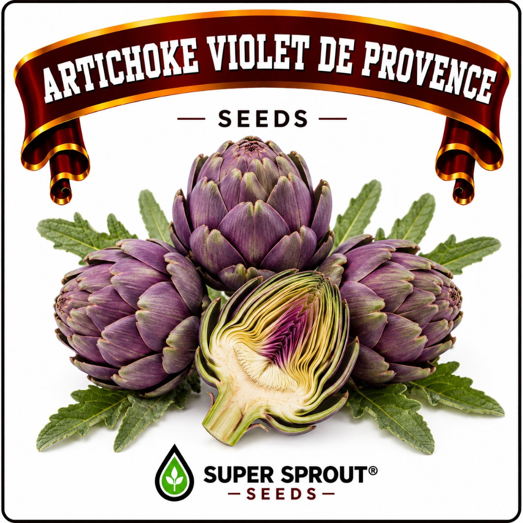 Artichoke Violet de Provence x 6 Seeds