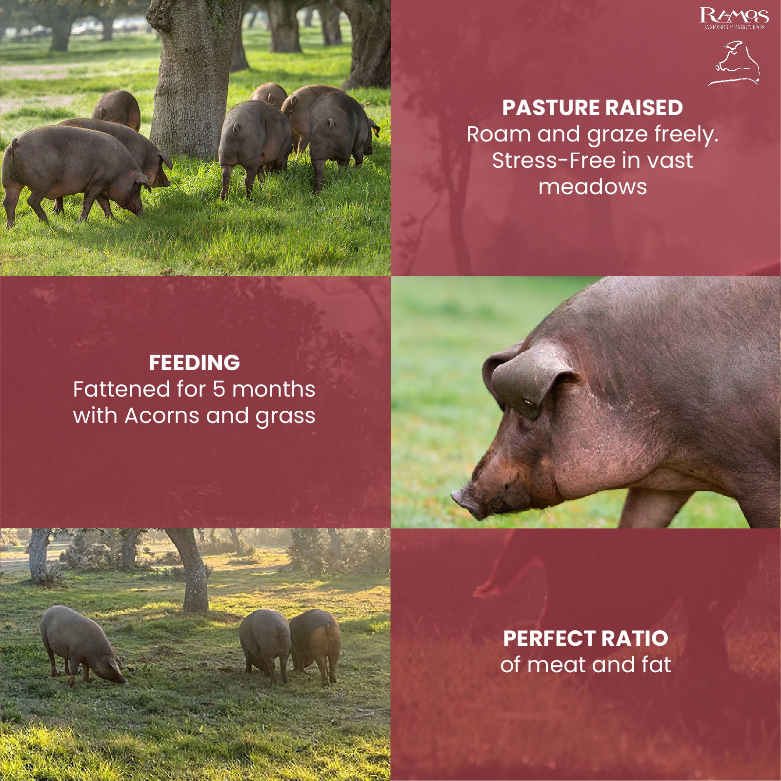 RAMOS Iberian Pork Belly (Secreto)  - 1 Packet_2