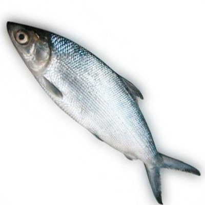 Bangus Whole