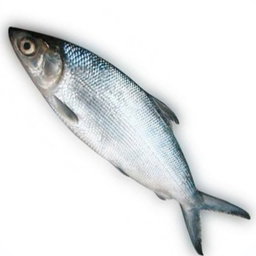 Bangus Whole