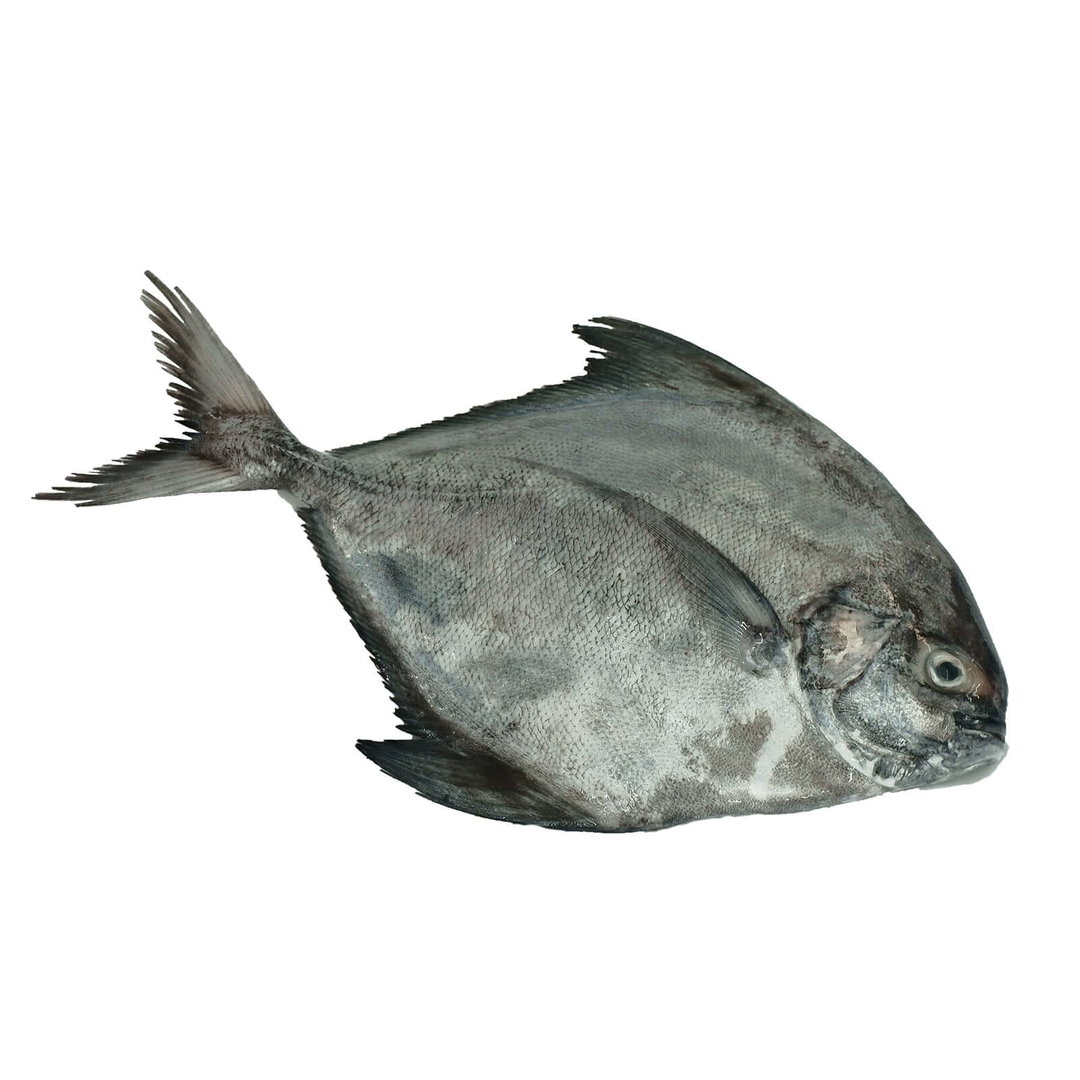 Black Pampano