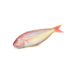 Bisugo