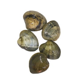  Clams (Halaan)