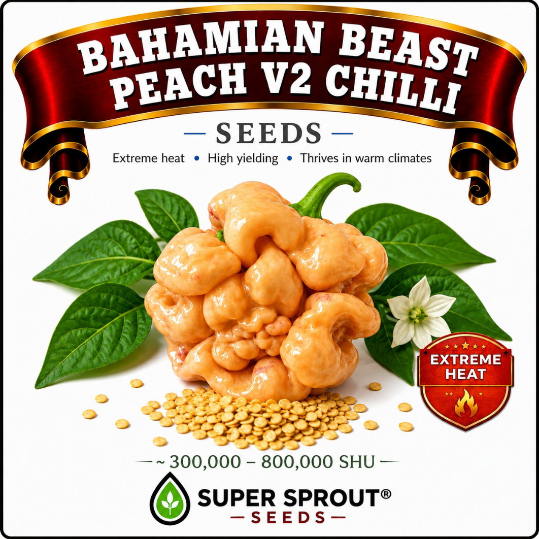 BAHAMIAN BEAST PEACH x 10+ organic seeds