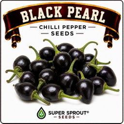 🌶BLACK PEARL CHILLI🌶 x 10+ organic seeds
