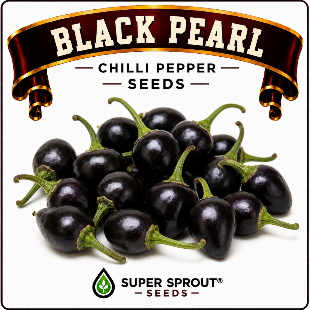🌶BLACK PEARL CHILLI🌶 x 10+ organic seeds