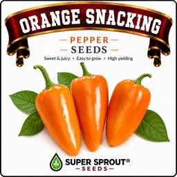 🫑ORANGE SNACK PEPPER🫑 x 10+ organic seeds