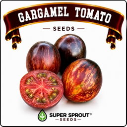 🍅GARGAMEL TOMATO🍅 x 10 organic seeds