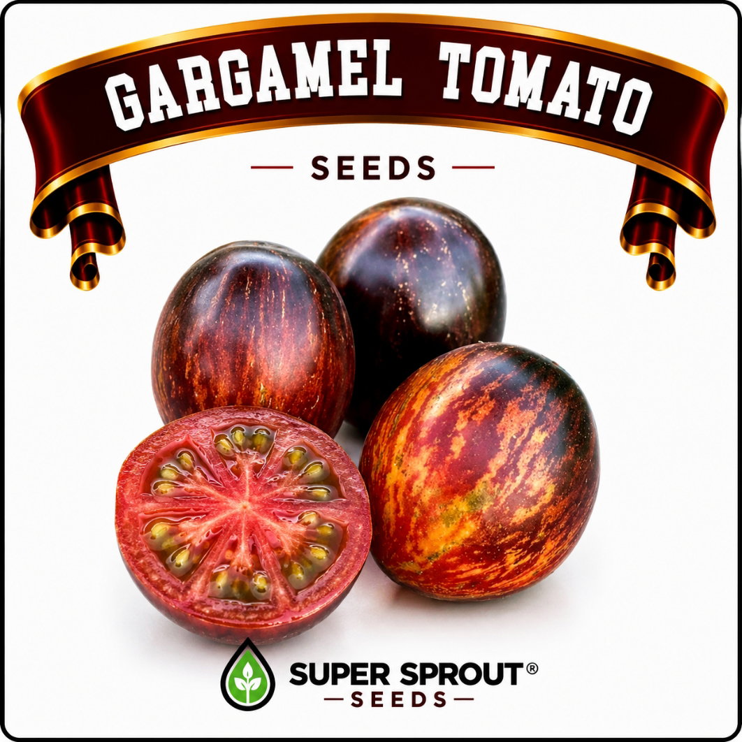 🍅GARGAMEL TOMATO🍅 x 10 organic seeds_1