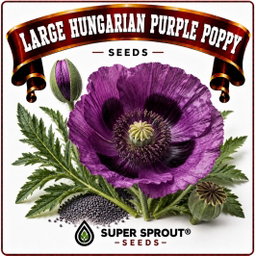 LARGE HUNGARIAN POPPY x 1000+ seeds 