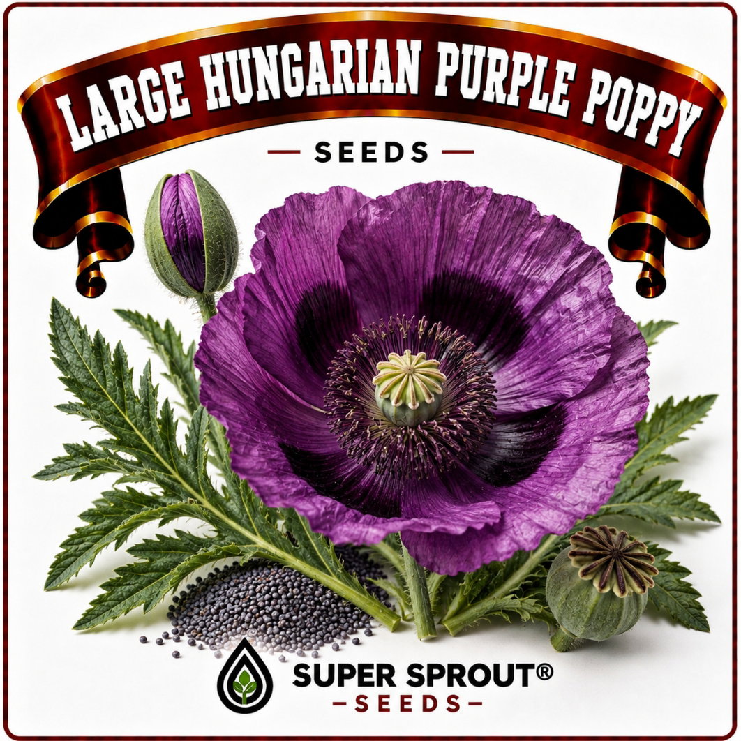 LARGE HUNGARIAN POPPY x 1000+ seeds