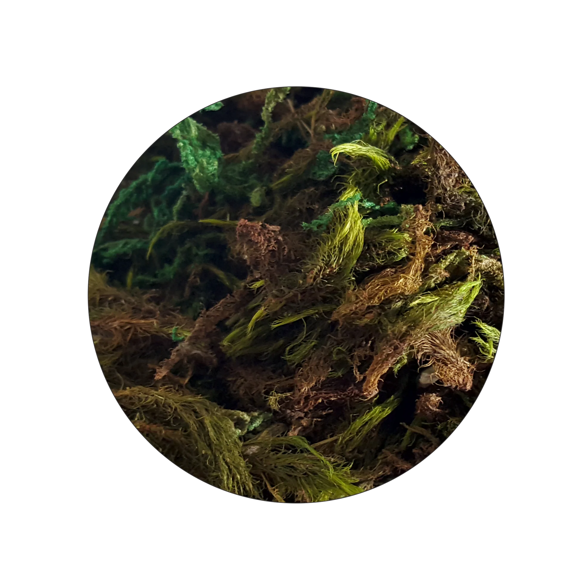 Komodo Jungle Moss Landscape_1