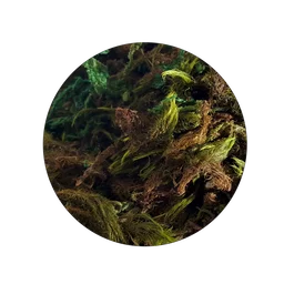 Komodo Jungle Moss Landscape