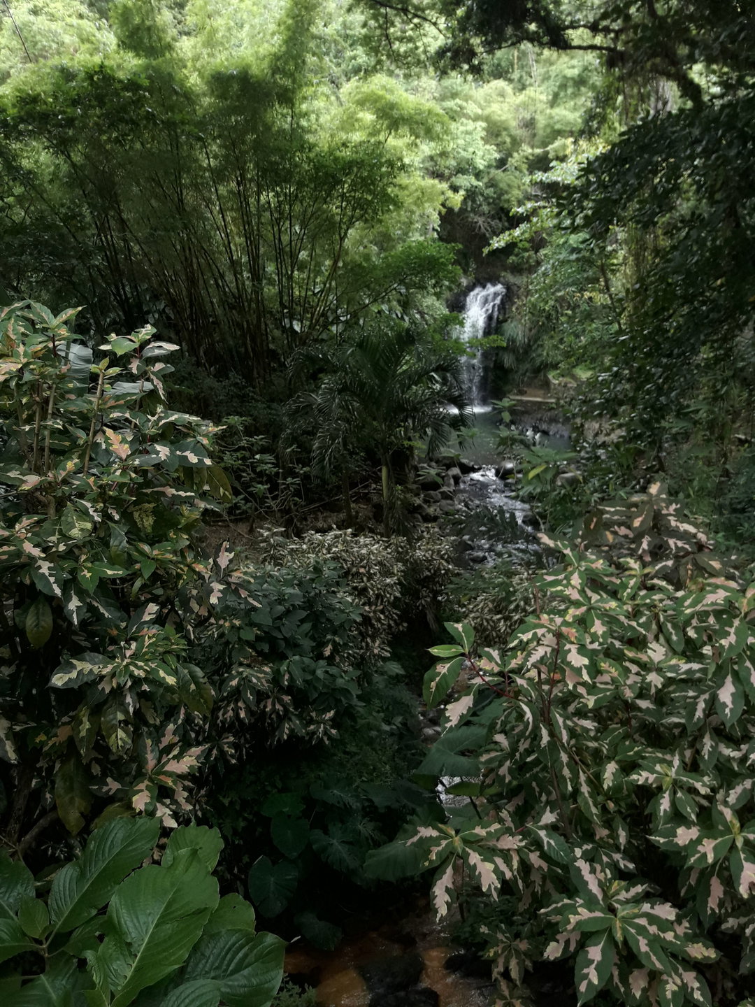 Waterfalls & Rainforest Adventure