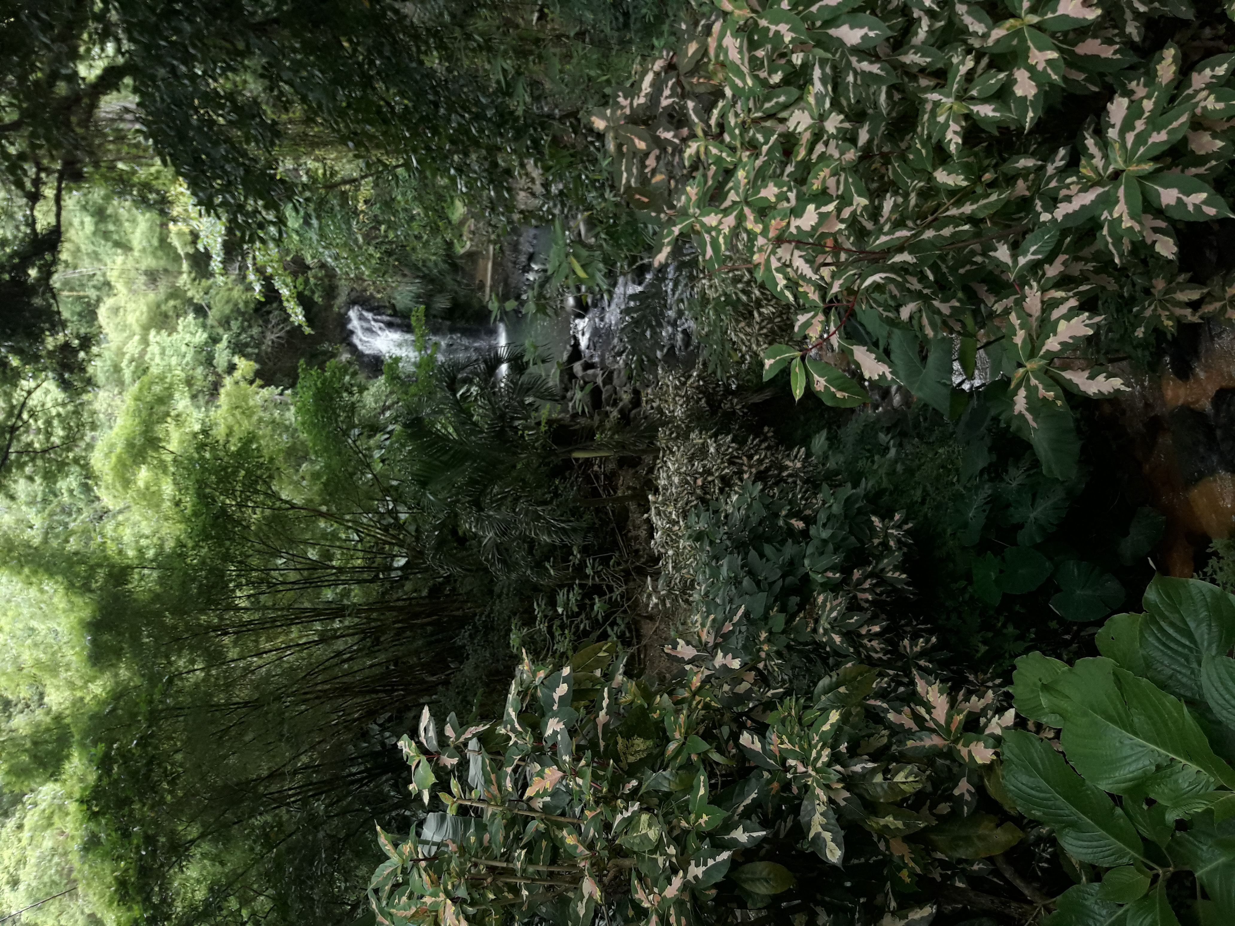 Waterfalls & Rainforest Adventure