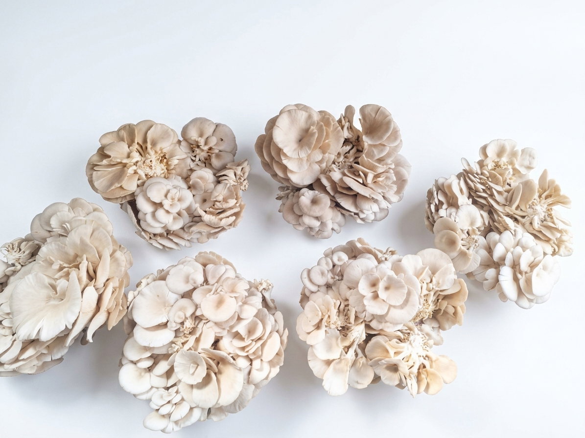 Mushroom_0