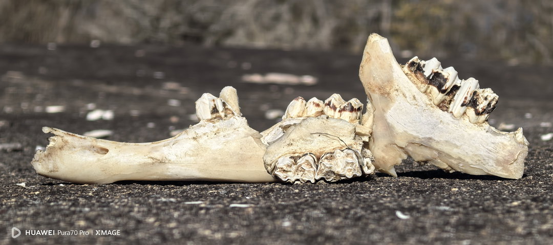Dry bones