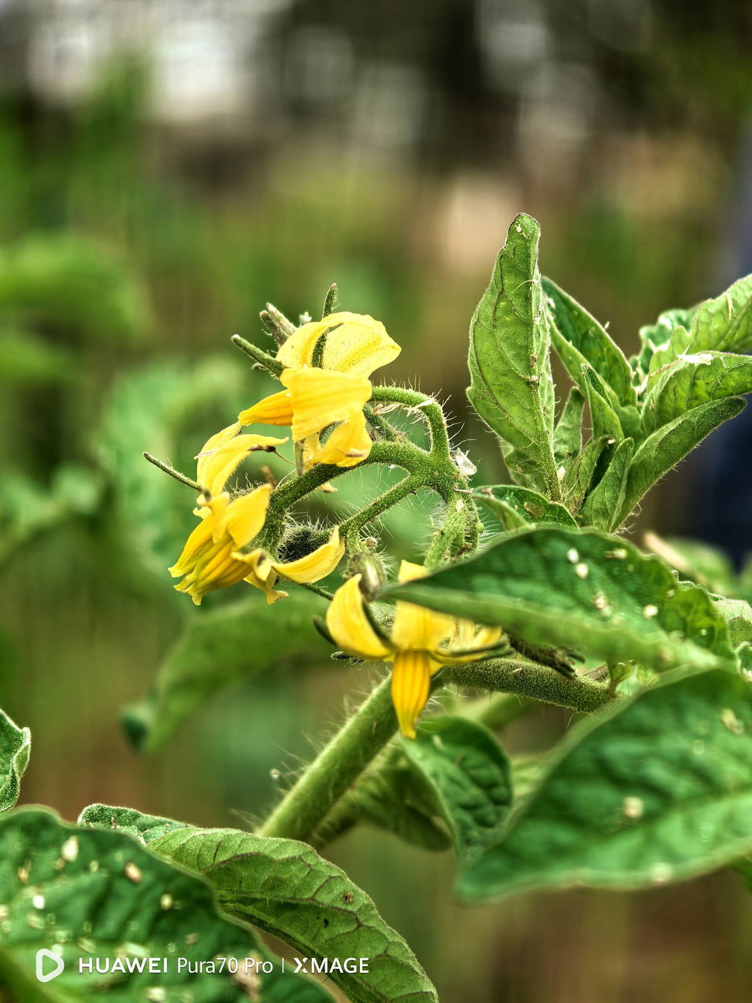 Tomato flower