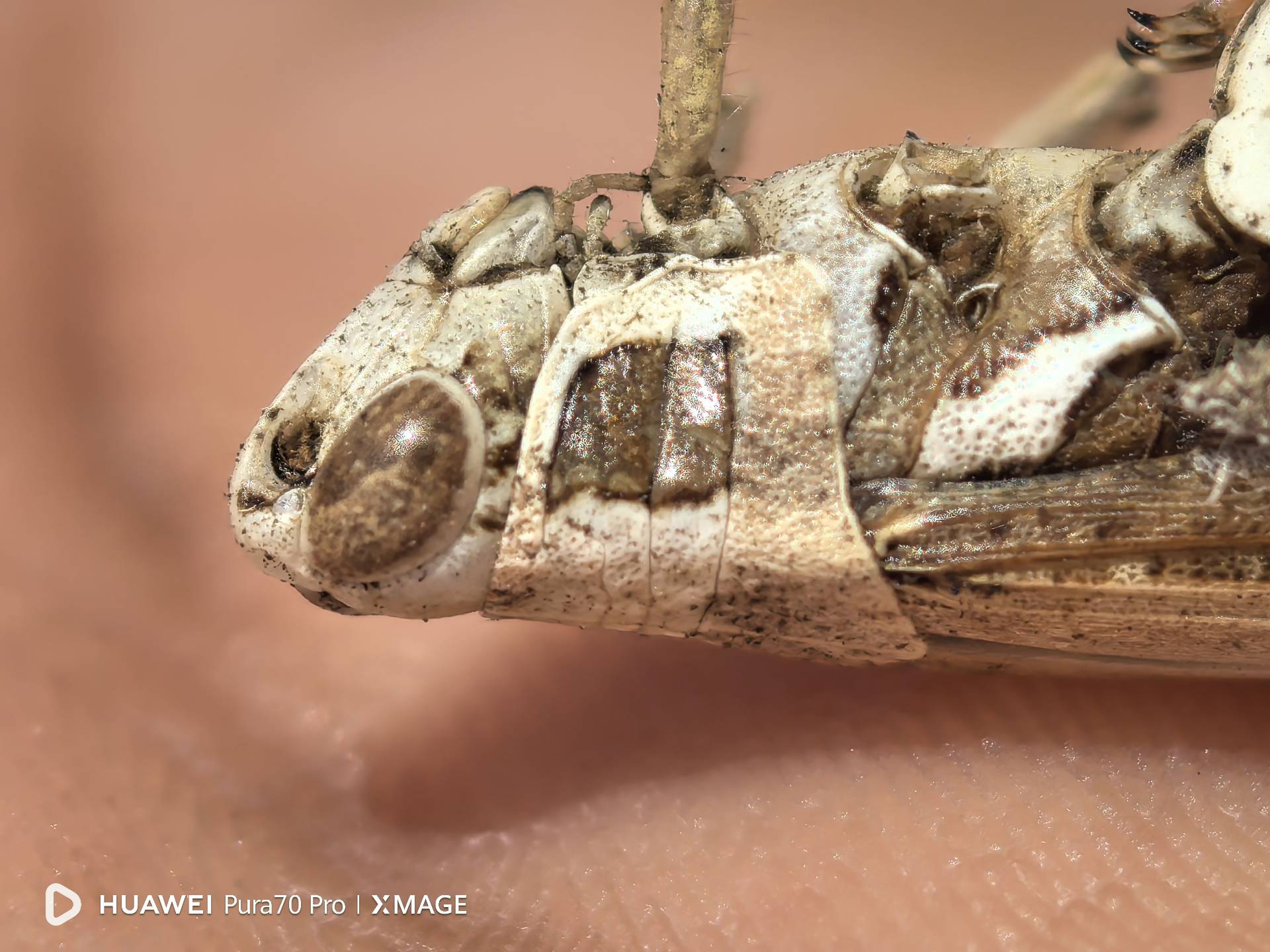 Locust