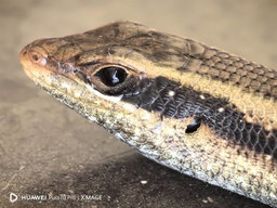 Lizard