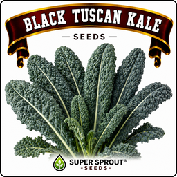 🌱BLACK TUSCAN KALE🌱 x 15+ seeds