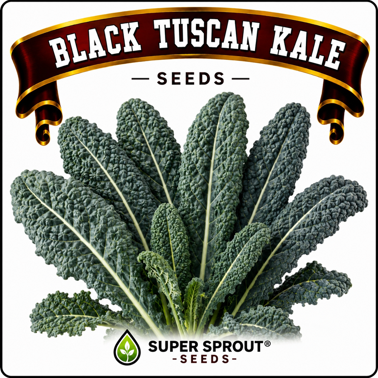 🌱BLACK TUSCAN KALE🌱 x 15+ seeds