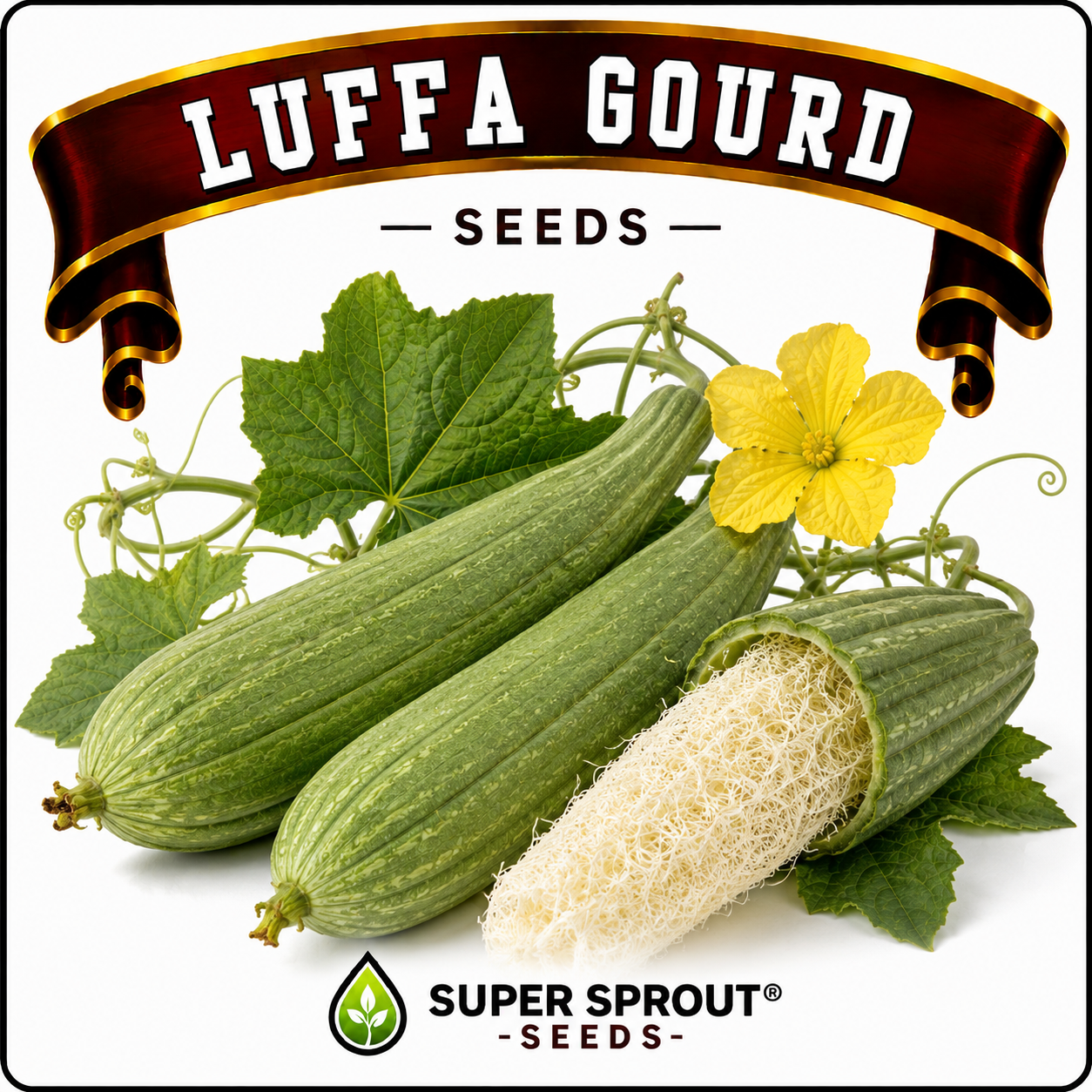 LUFFA AEGYPTICA x 5 seeds