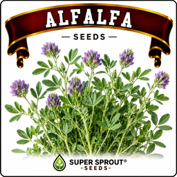 Alfalfa/Lucerne x 100+ seeds