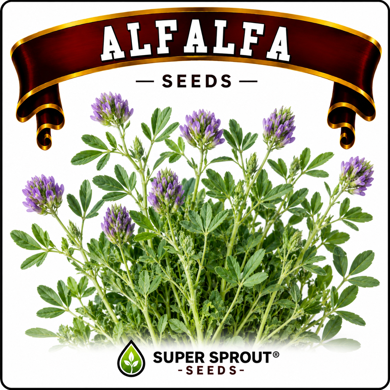 Alfalfa/Lucerne x 100+ seeds