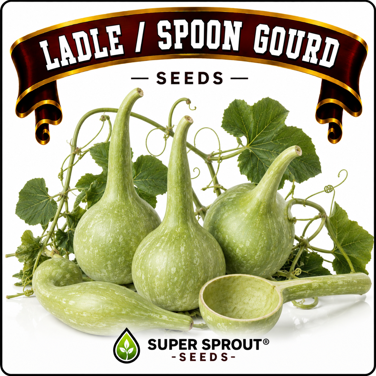 LADLE/SPOON GOURD x 5 seeds