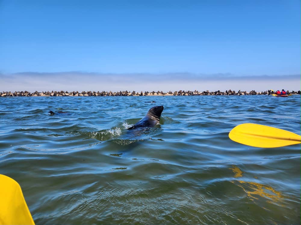 Cape Cross Seal colony
