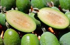 Feijoa
