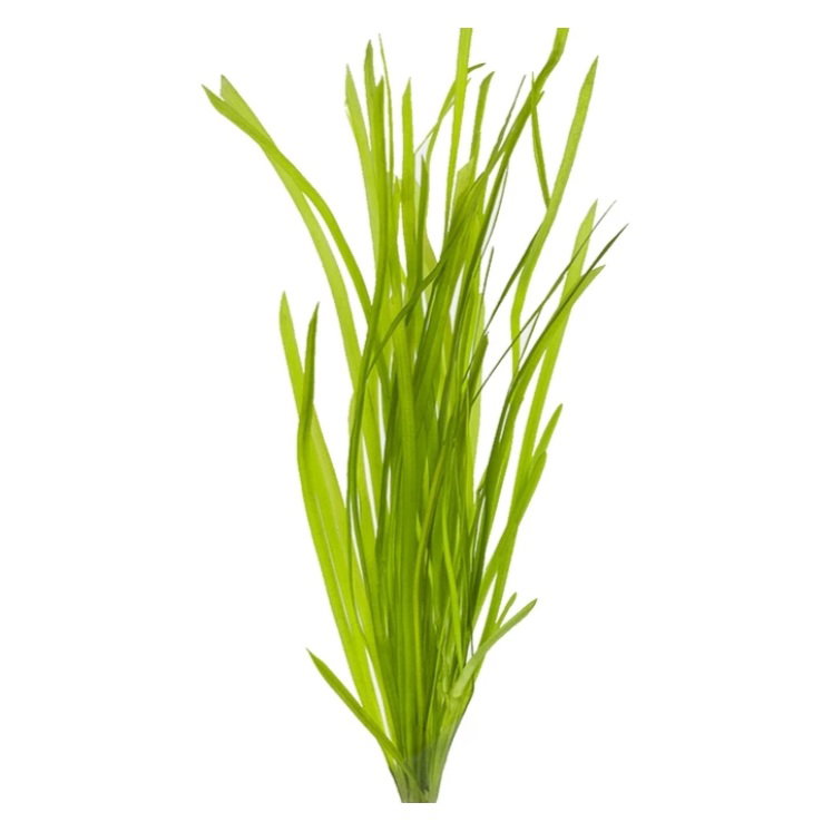 Vallisneria